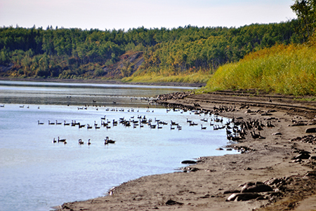 Geese on the Lower Peace