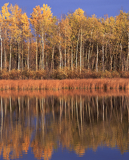 Spring River Scene