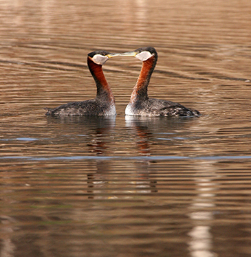 Two ducks