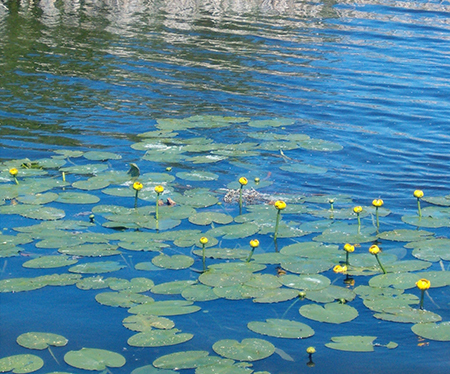 lake scene